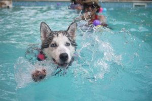 How to Survive the Dog Days of Summer Like a Dog