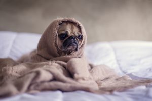 Dog with blanket