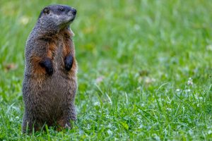 Will Groundhog Day Bring Some Good News?