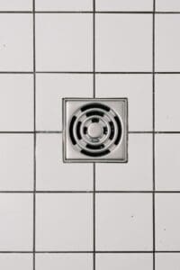 Everything You Wanted (or didn’t) about Drain Flies